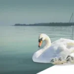 Terrán Elegant betoncserepek