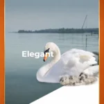 Terrán Elegant betoncserepek
